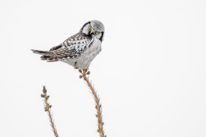 Ястребиная сова, Сибирь, зима, декабрь, птицы, совы, 2018 Кто там?photo preview