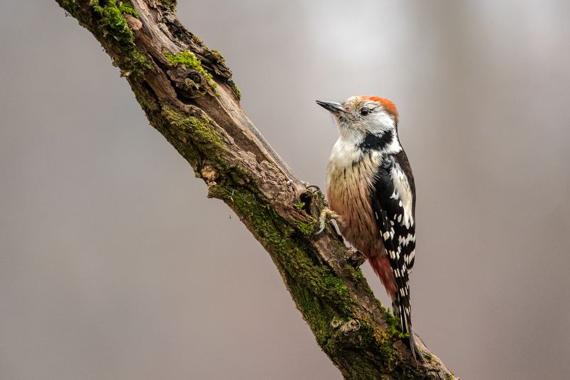 #wood #young # alone # forest, #tree #woodcreeper # background #nature #wild #wildlife middle woodcreeperphoto preview