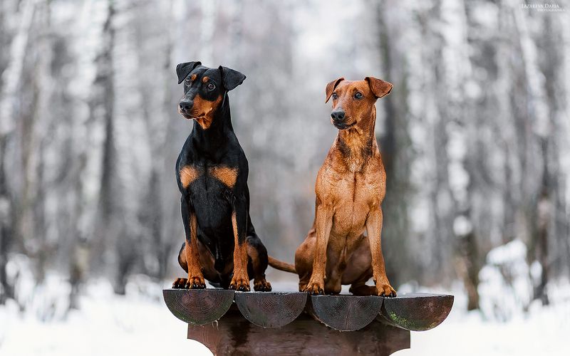 собака, природа, лес, немецкие пинчеры, зима Немецкие пинчерыphoto preview