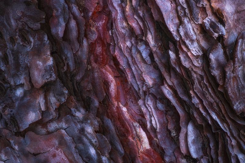 tree, bark, abstract, texture, nikon, nature Blood Barkphoto preview