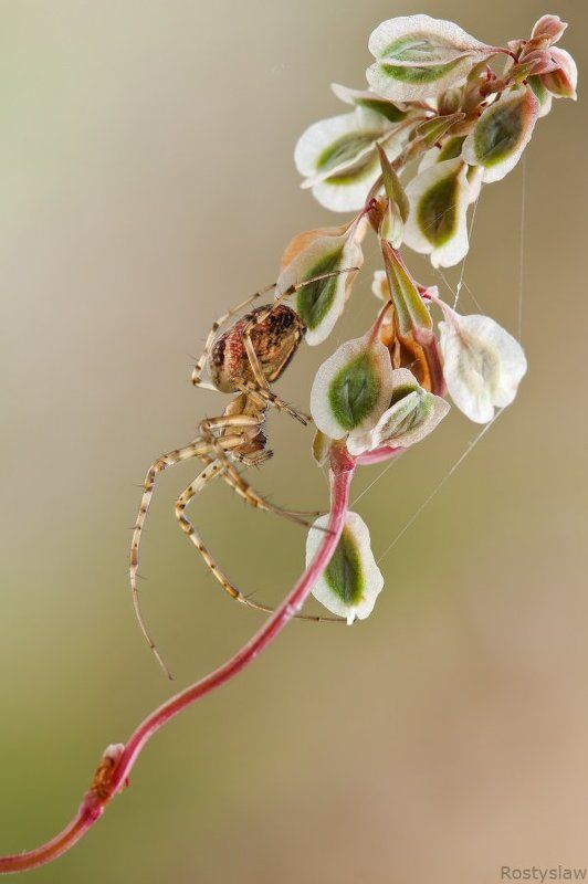 ростислав, макро, 100мм Релаксацияphoto preview