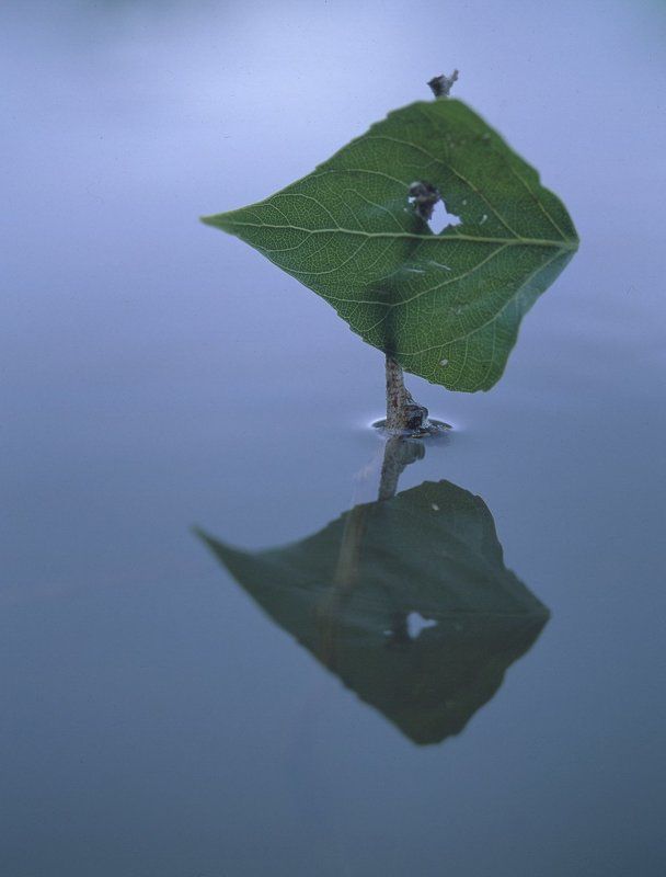 вода.листья.отражение.тополь. Два измеренияphoto preview
