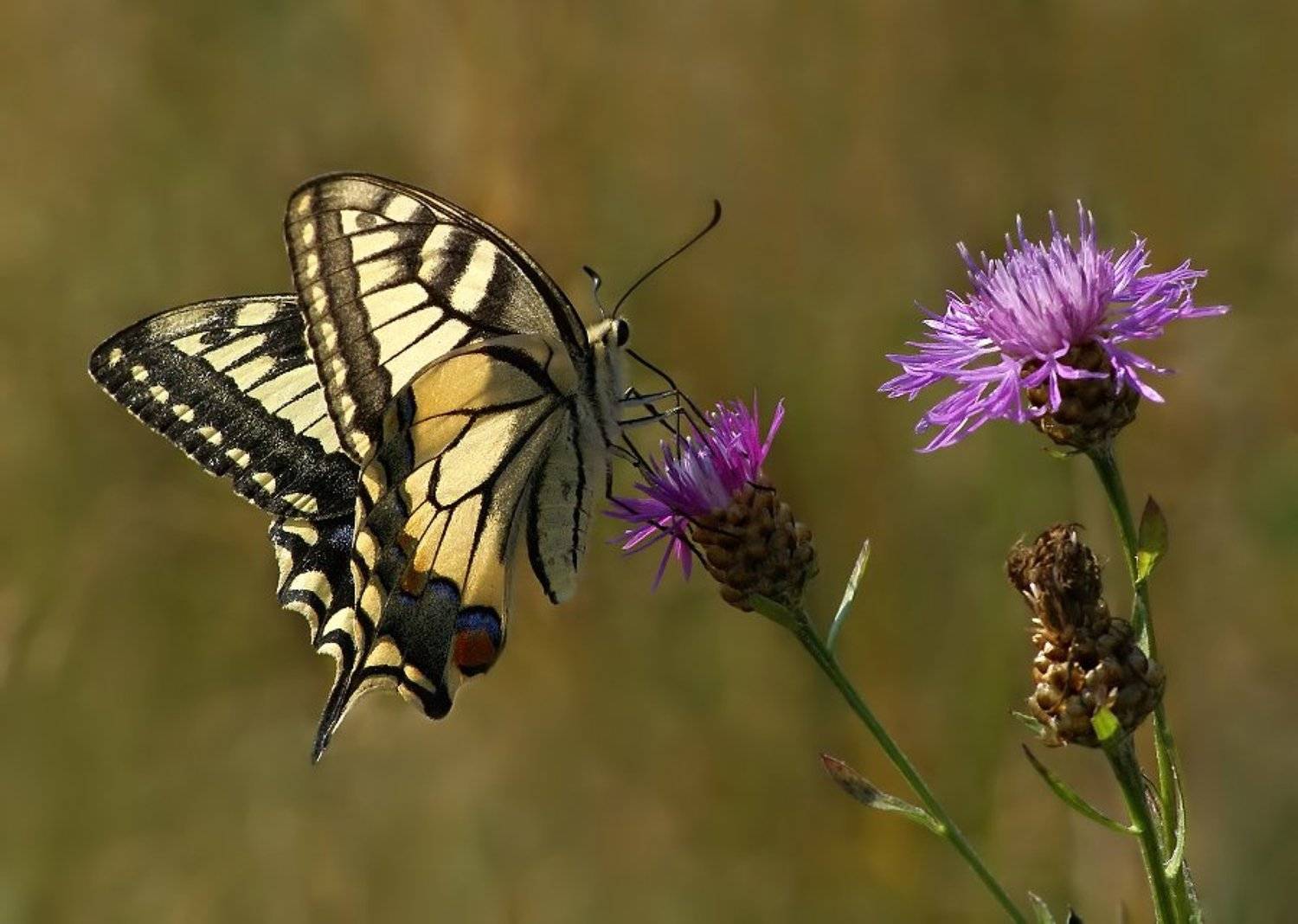 махаон, Cheplenko Aleksey