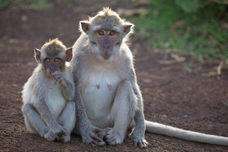звери , обезьяны , бали Мы сами не местные...photo preview