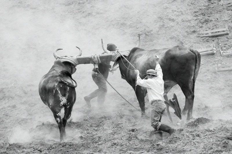 вол, Вулкан, Жанр, Жанровый портрет, Животные, Земля, ирасу, коста-рика, крестьяне, Люди, пахота, плуг, Путешествие, Репортаж, Чёрно-белые Пахота на волахphoto preview