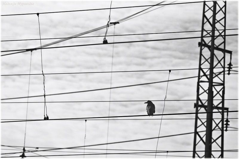 вокзал, ворона, провода, минимализм Sic transit...photo preview