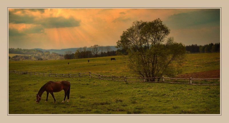кони, луг, пейзаж на лугу пасутся ко...photo preview