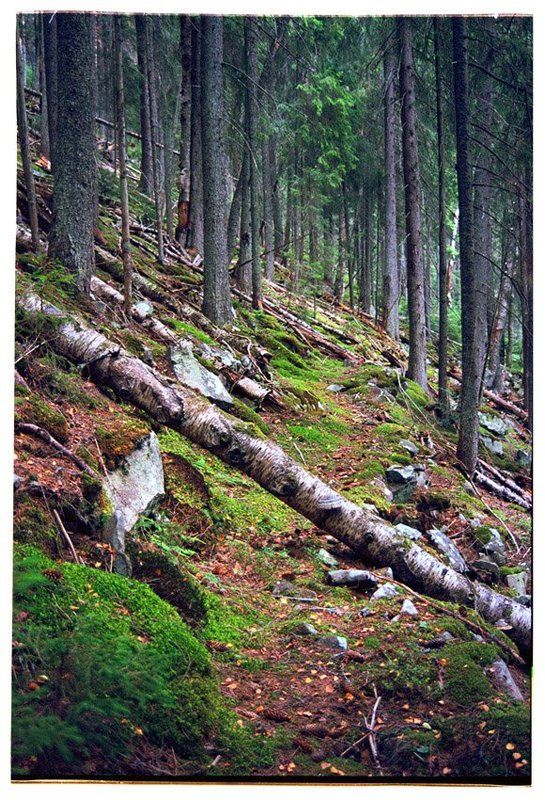 карпати Аршицьким райштоком / Old hunting trail of Arshycjaphoto preview