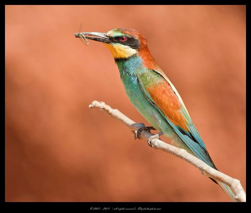 золотистая, щурка, пчелоедка, merops, apiaster, вее, еater, израиль, wildlife Золотистая щурка - Вее - еaterphoto preview