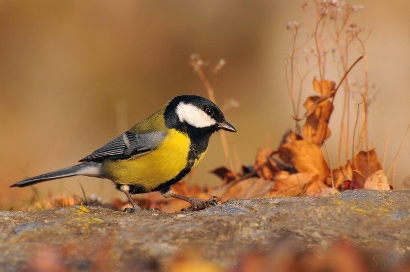 Parus major фото превью