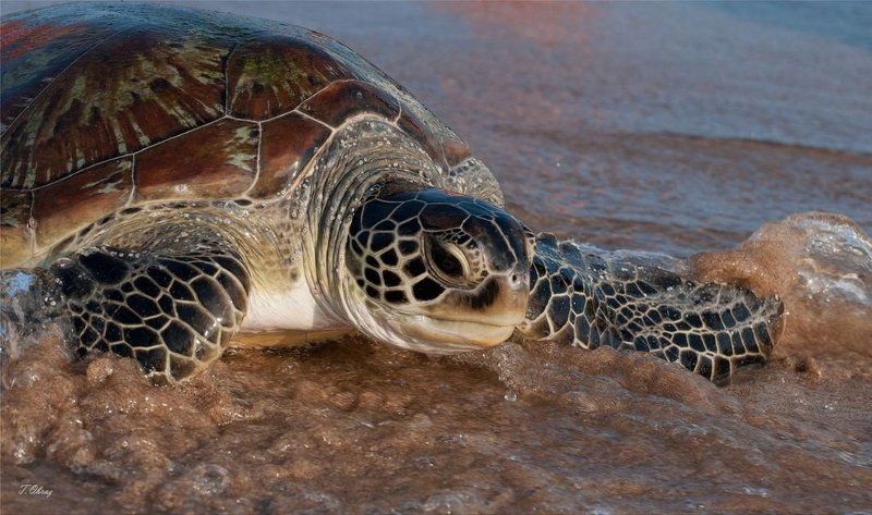 морская, черепаха photo preview