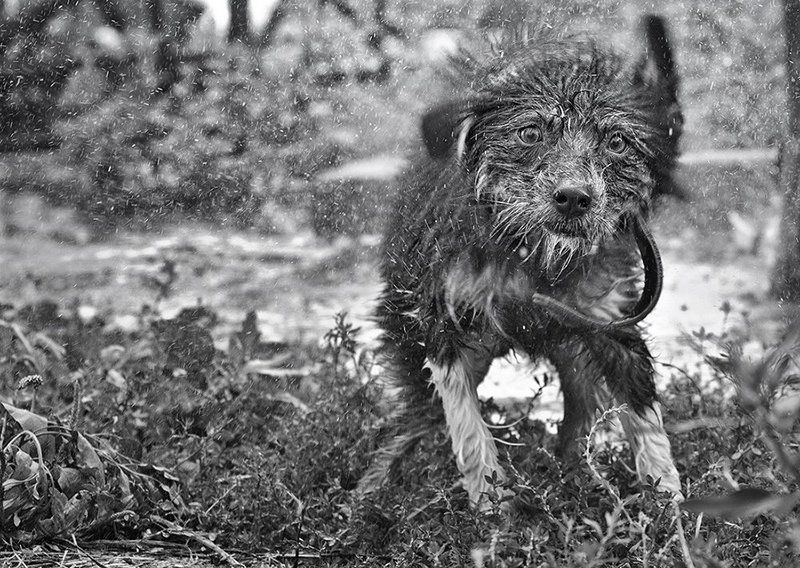 Не собачье это дело - душ принимать!photo preview