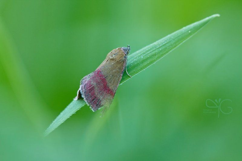 бабочка, ландыш, сон, вечер, лето, зелень Зелёный сонphoto preview