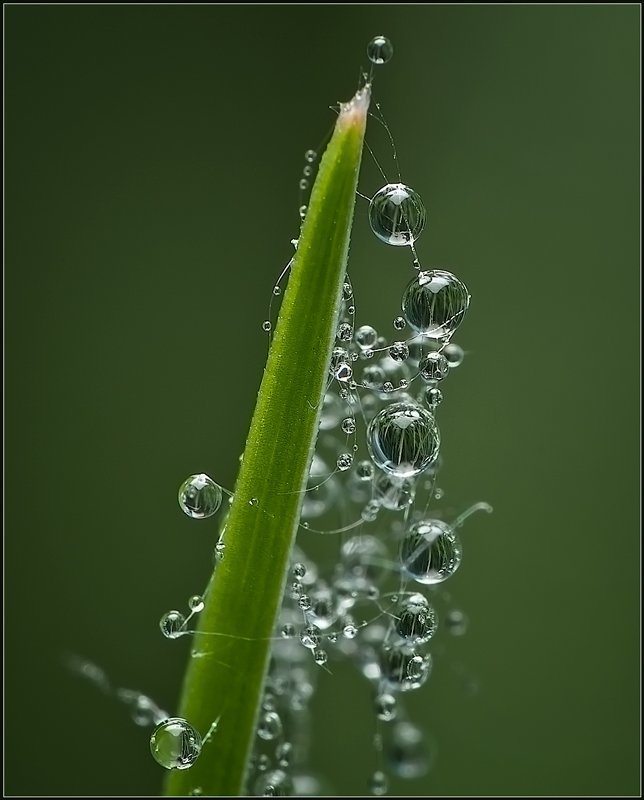 макро,вода,капли, Гирлянда.photo preview