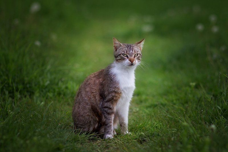 Я добрый, но подозрительный.photo preview