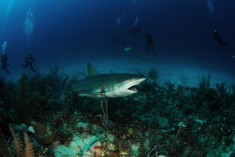 акула photo preview