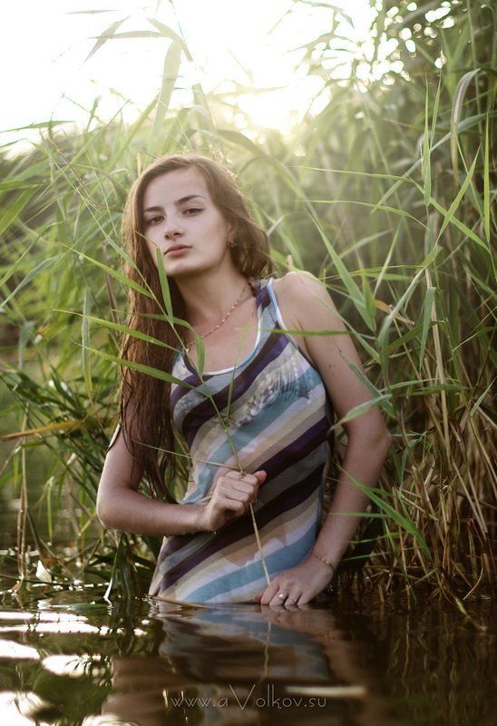 вода, камыши photo preview