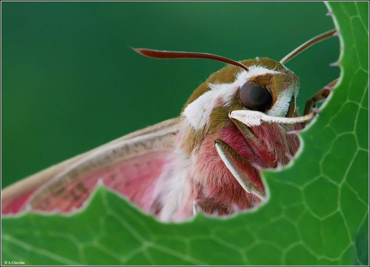 За рамкой листа. Автор: Александр Чувилин рамка,листа,портрет,бражник, Александр Чувилин