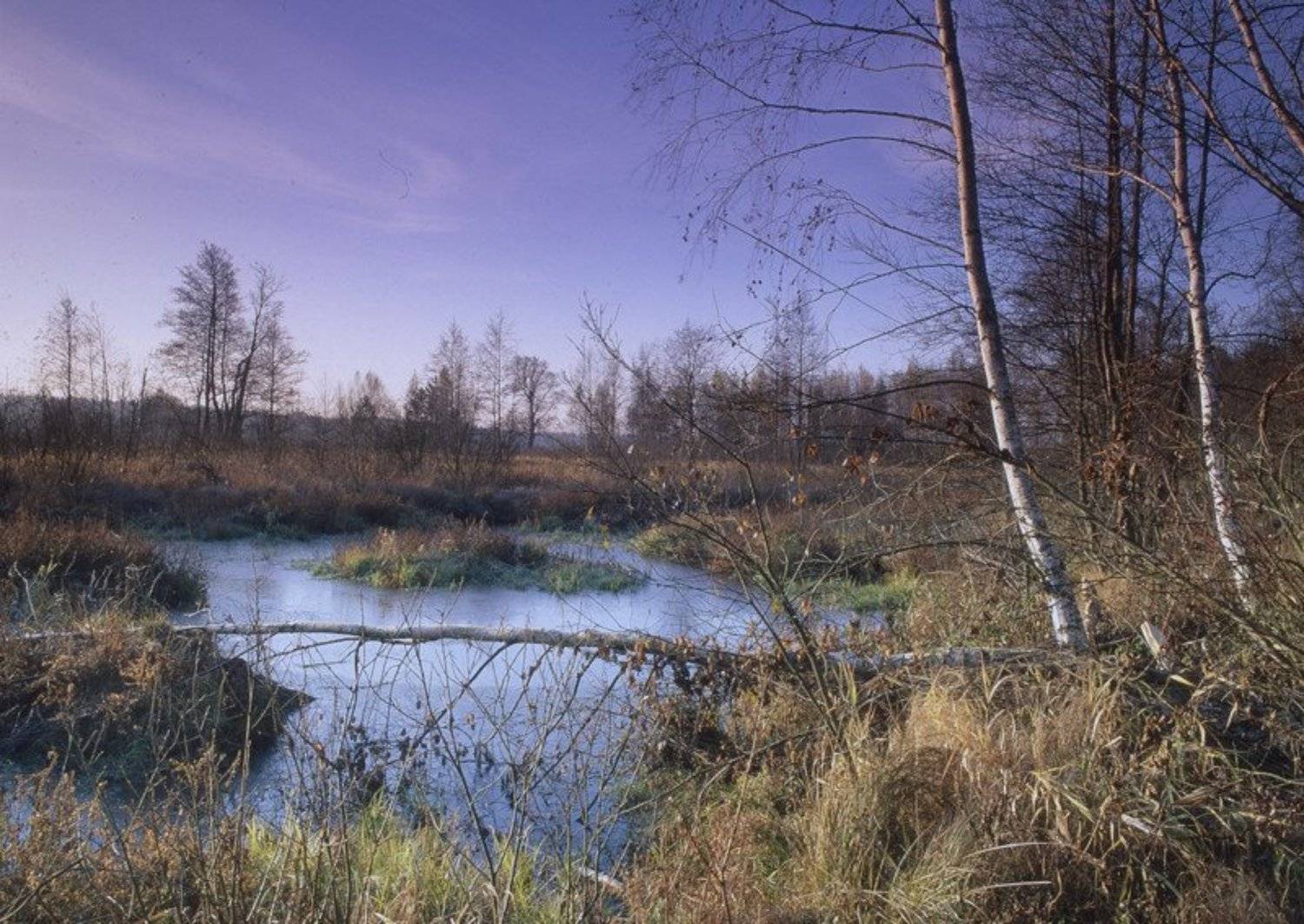 небо.деревья.трава.осень.заморозки., Вадим