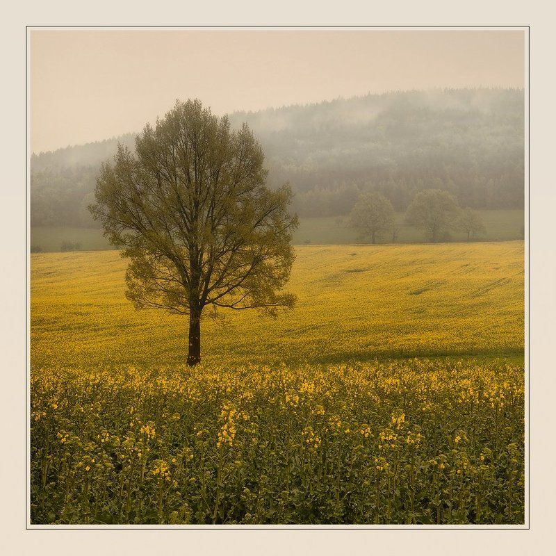 пейзаж lonely tree in a yellow fieldphoto preview