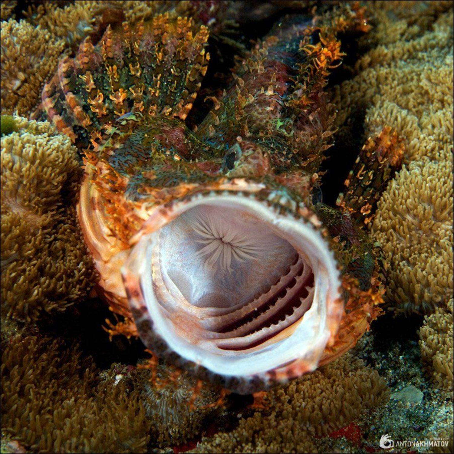 А-А-А. Автор: Anton Akhmatov underwater, stonefish, sipadan, Anton Akhmatov