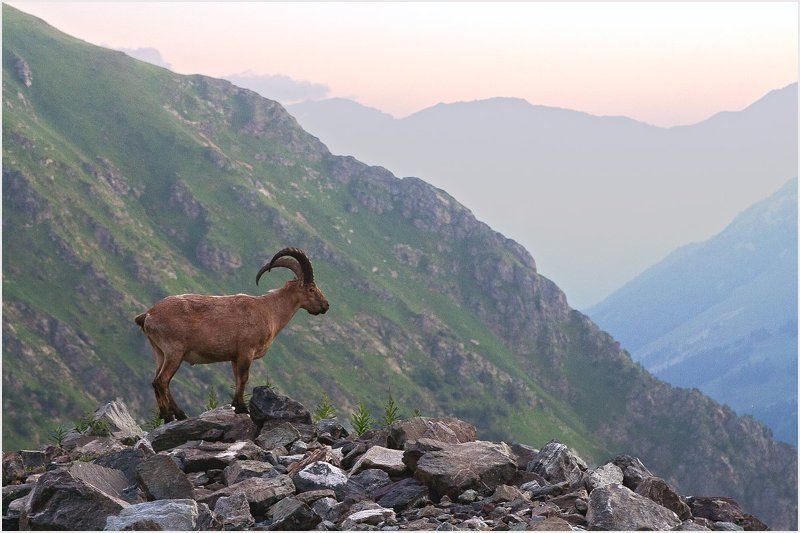тур, кавказ, горы, утро, животное, баран, архыз Утренний гостьphoto preview