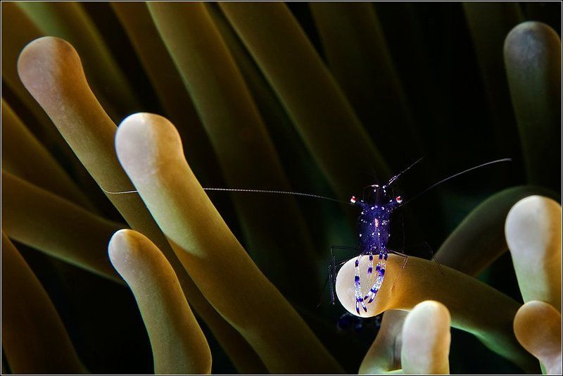 Клю-у-уч!.. фото превью