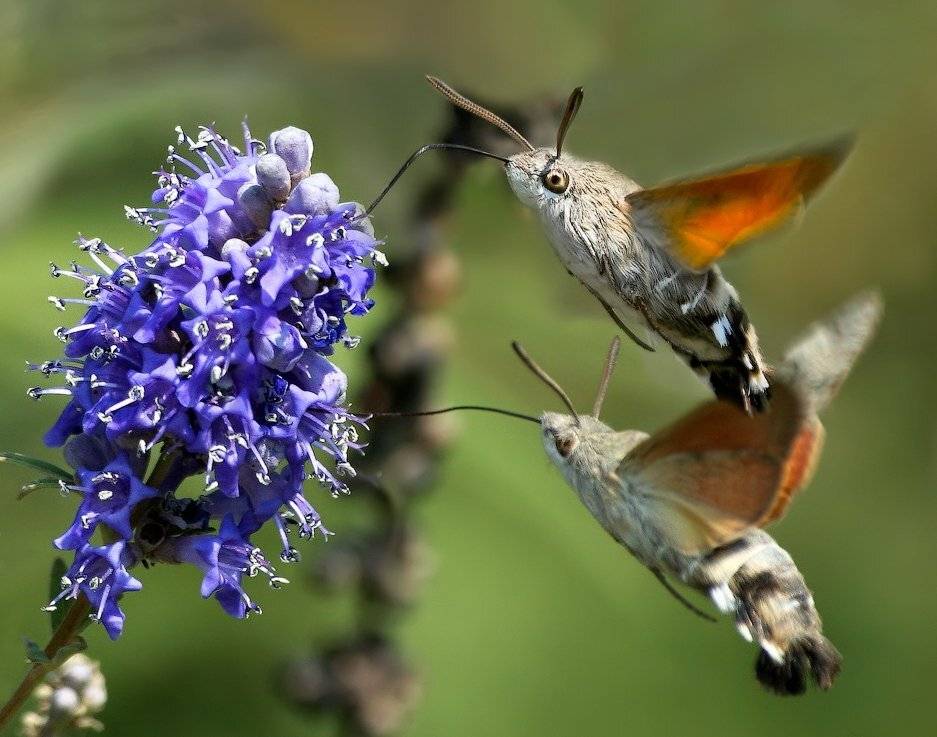 Заправка на лету. Автор: Uncle_Vova (Владимир Веснин) бражник, Uncle_Vova (Владимир Веснин)