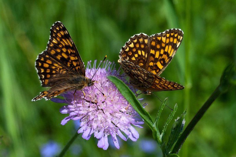 бабочка Куда ж ты милая...photo preview