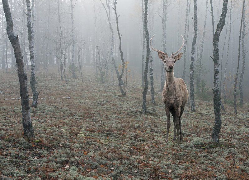 Лес. Туман. Осень.photo preview