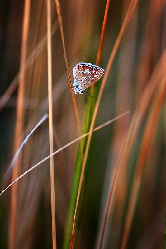 ВЕЧЕРphoto preview