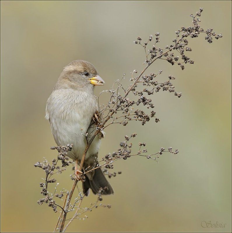 птицы, природа, птицы , природа , домовый воробей , passer domesticus На метёлкеphoto preview