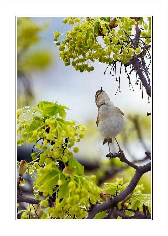 гордый птЫцphoto preview