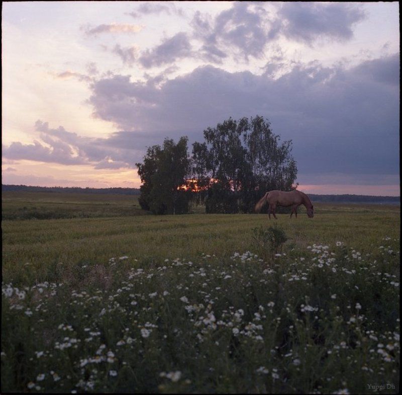 Про закат, лошадь и ромашкиphoto preview