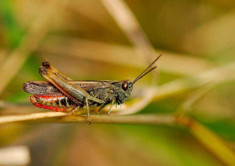 Kузнечикphoto preview