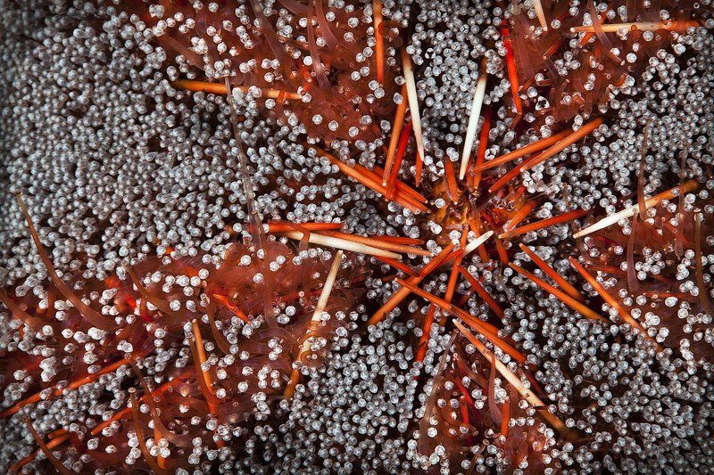 Ёжик..photo preview