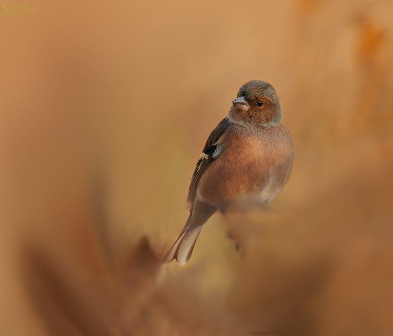 Fringilla coelebs-magic colors of autumn фото превью