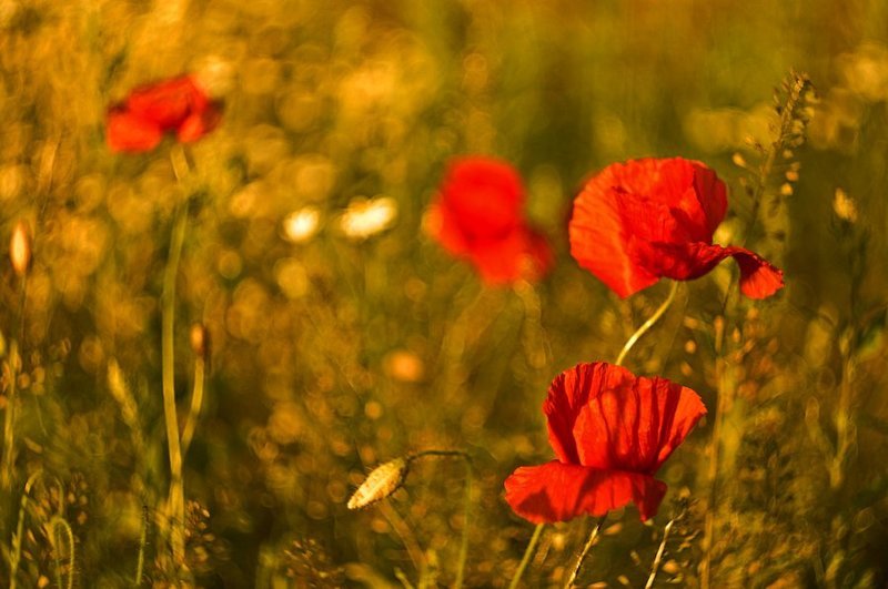 flowersphoto preview