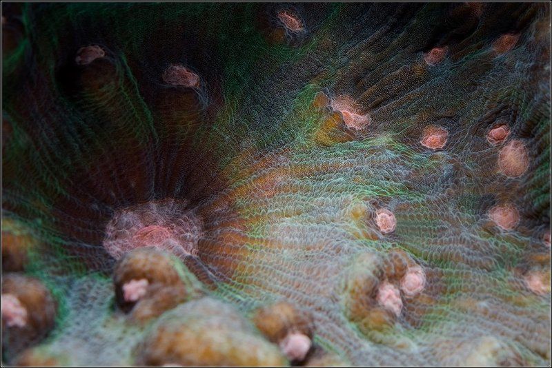 радужный, вальс, твёрдый, коралл Радужный вальс фото превью