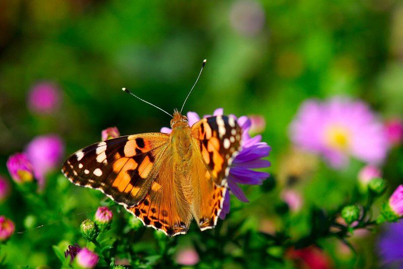 Крапивница (бабочка)photo preview