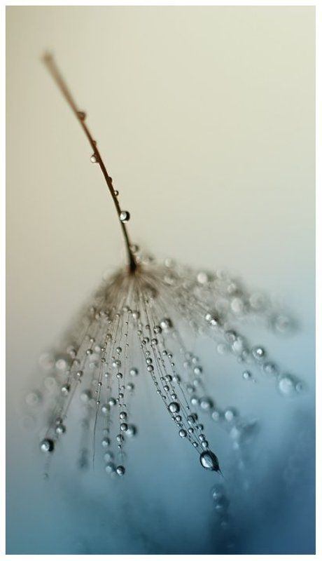 многоликий одуванчик)photo preview