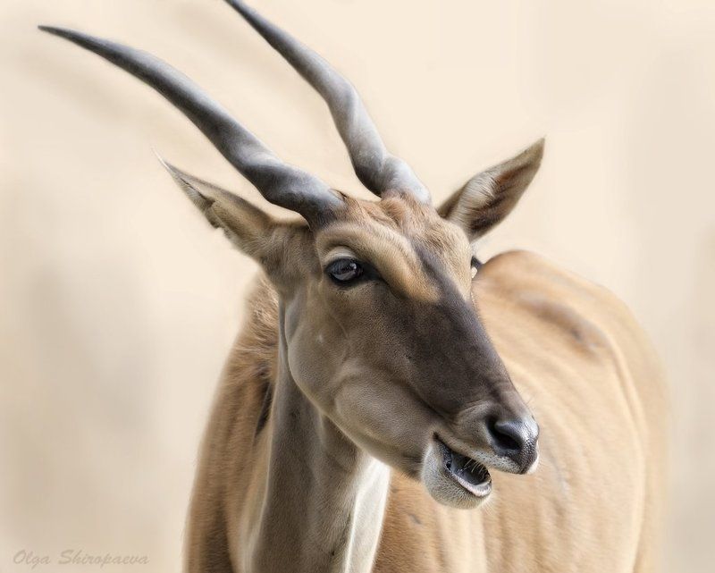 животные, зоопарк, нежность Нежная.photo preview