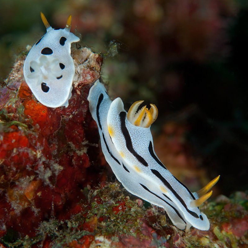 underwater, облом Не сложилось...photo preview