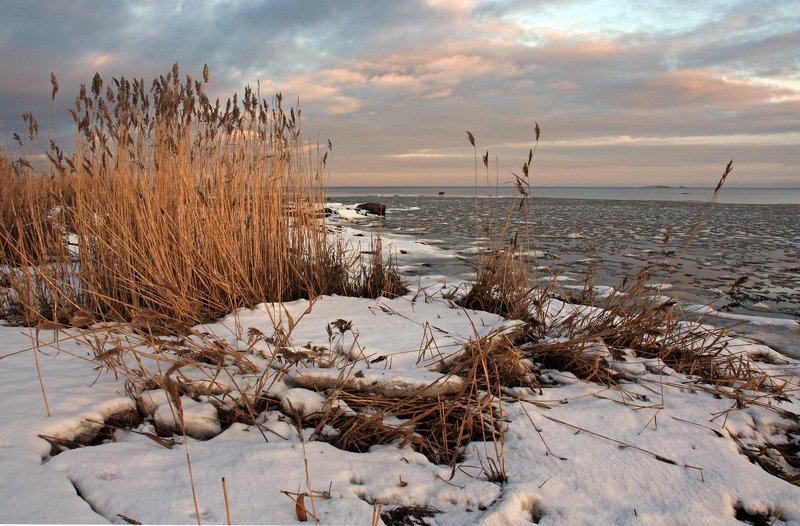 Беломорский камышphoto preview