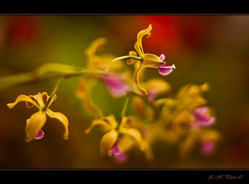 orchids, yellow, pink, red, bokeh Orchidsphoto preview