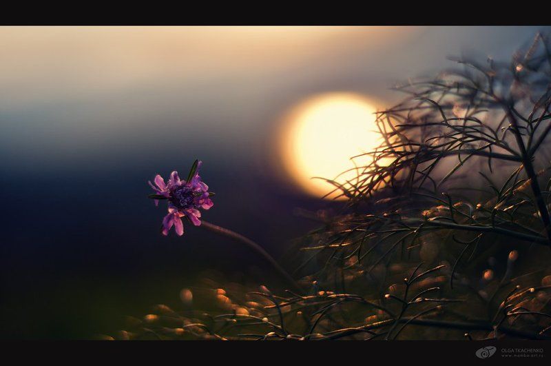 солнце, закат, цветы, трава Conversación con el solphoto preview