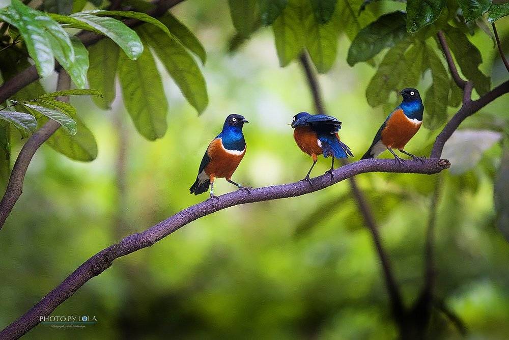 , Пидлуская Лола