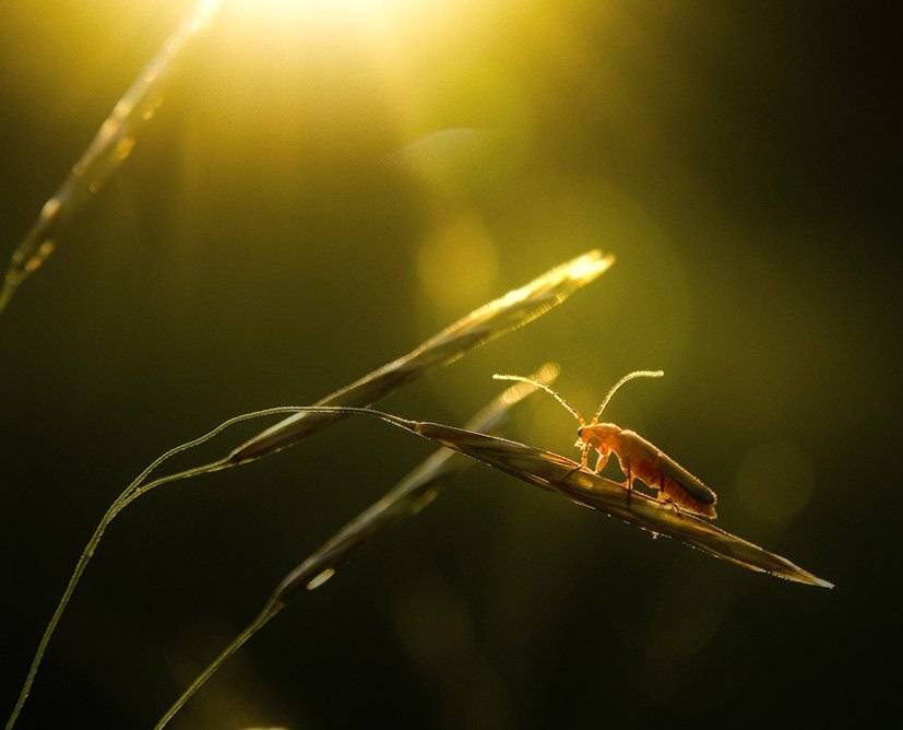 , Александр