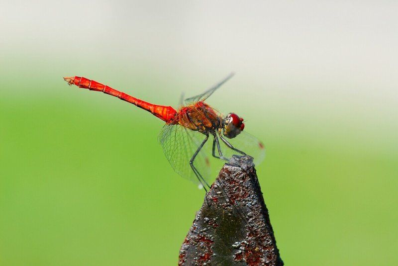 Стрекозаphoto preview