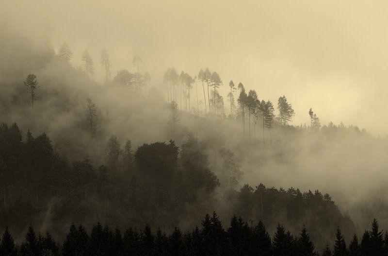 в тумане утреннем...photo preview